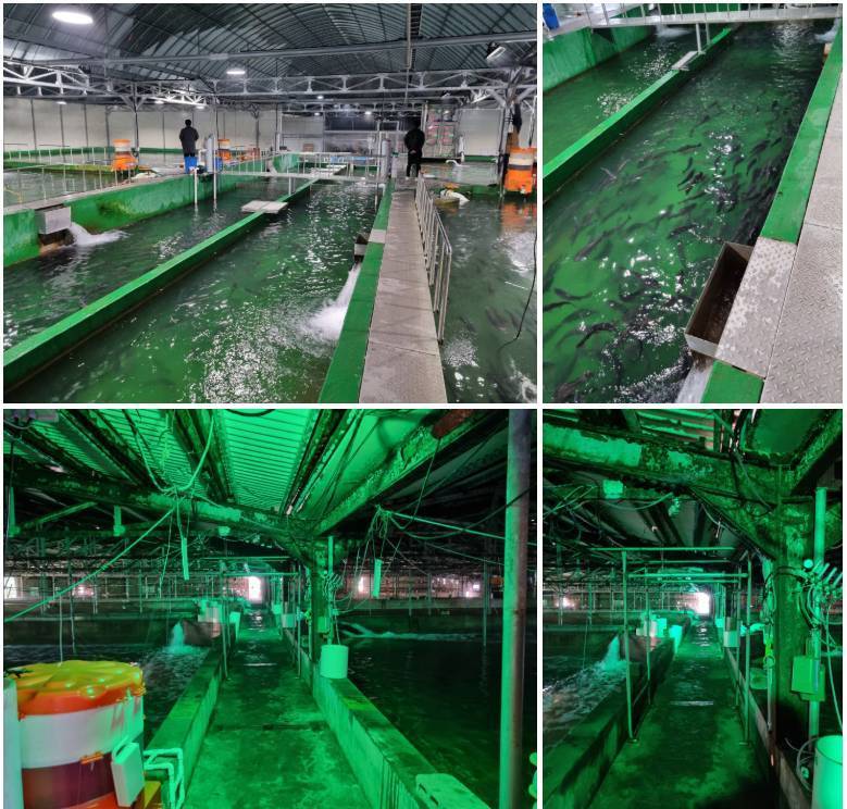 Interior photo of the fish farm